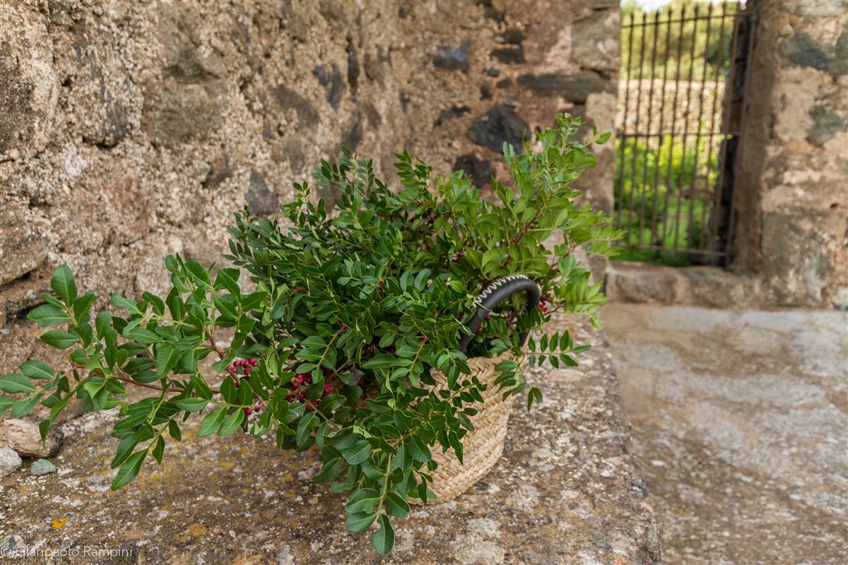 Una pianta di capperi tra le pietre